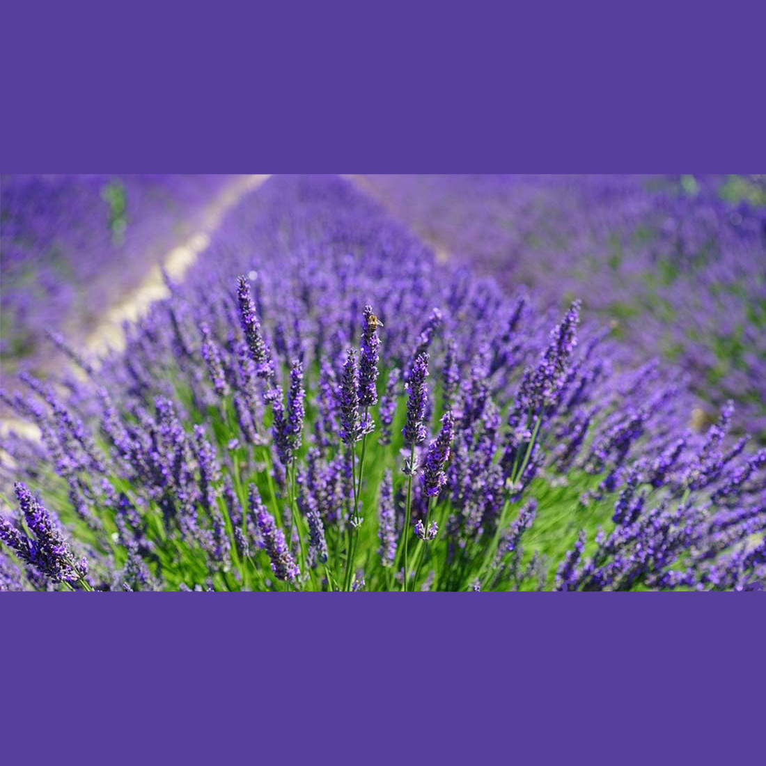 10Pcs Natural Lavender Sachets - Home Fragrance Sachet 评论和价格